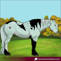 Horse Color:Void Palomino Dun Tobiano 