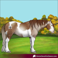 Horse Color:Gray Gold Champagne Splash Tobiano 