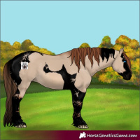 Horse Color:Void Red Dun Splash Tobiano