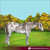 Horse Color:Liver Chestnut Sabino Splash Appaloosa and Chocolate Palomino Sabino Splash Appaloosa