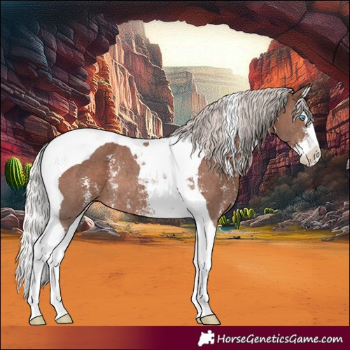 Horse Color:Silver Black Sabino Splash Tobiano Rabicano 