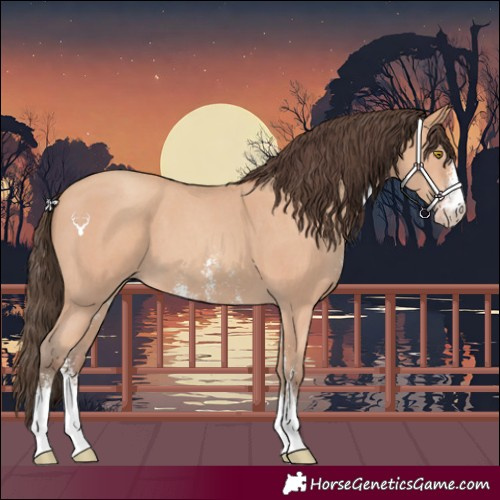 Horse Color:Amber Champagne Sabino 