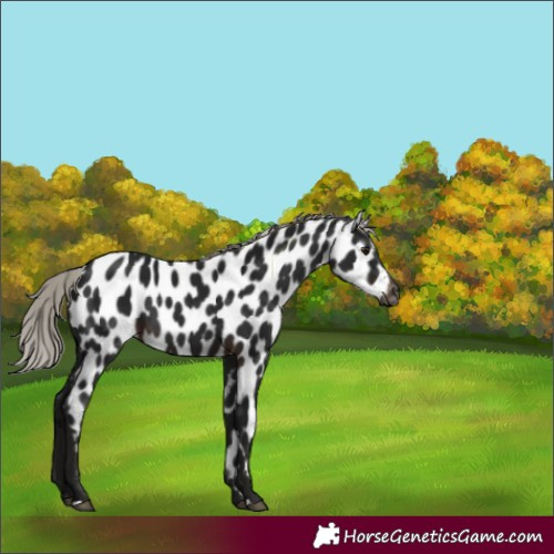 Horse Color:Gray Silver Brown Appaloosa 