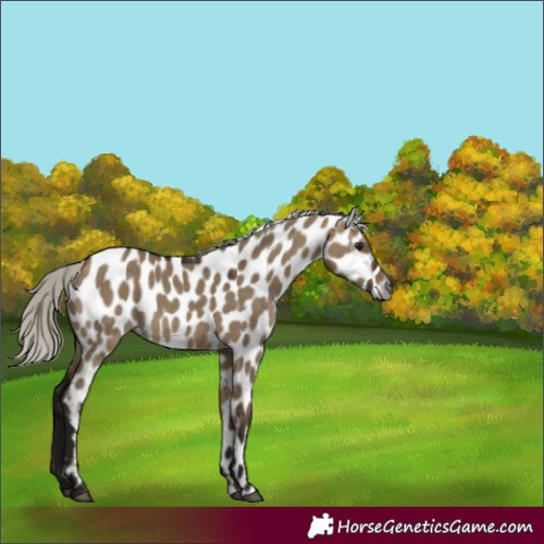 Horse Color:Gray Silver Brown Dun Appaloosa 