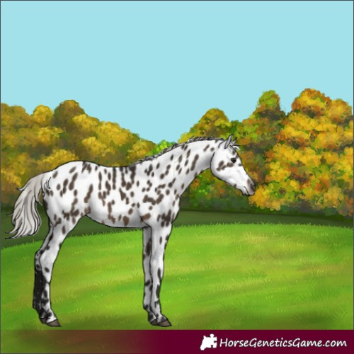 Horse Color:Gray Silver Brown Dun Appaloosa 