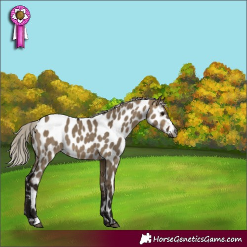 Horse Color:Gray Silver Brown Dun Appaloosa 