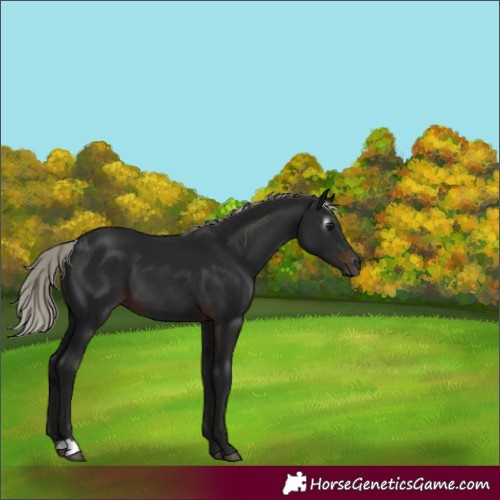Horse Color:Gray Silver Brown 