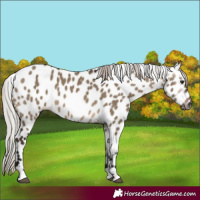 Horse Color:Gray Silver Brown Dun Appaloosa 