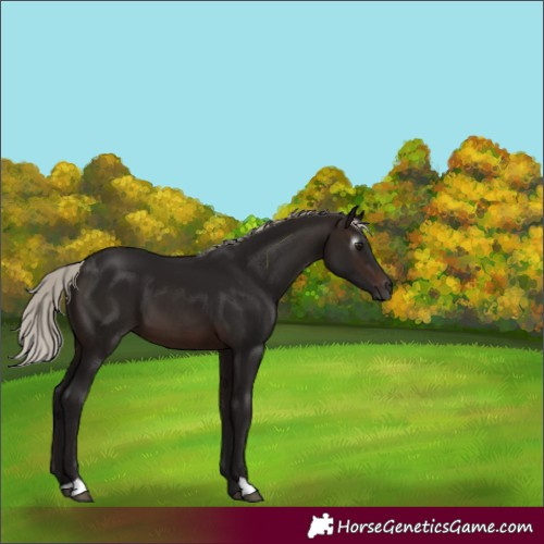 Horse Color:Gray Silver Brown 