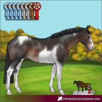 Horse Color:Brown Tobiano Appaloosa