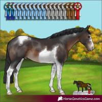 Horse Color:Brown Tobiano Appaloosa 