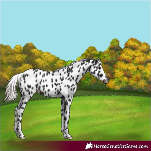 Horse Color:Gray Silver Brown Appaloosa 