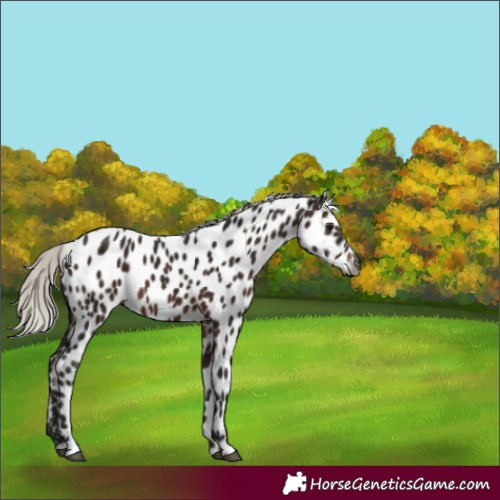 Horse Color:Gray Silver Brown Appaloosa 