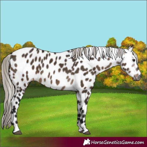 Horse Color:Gray Silver Brown Dun Appaloosa 