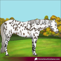 Horse Color:Gray Silver Brown Dun Appaloosa 