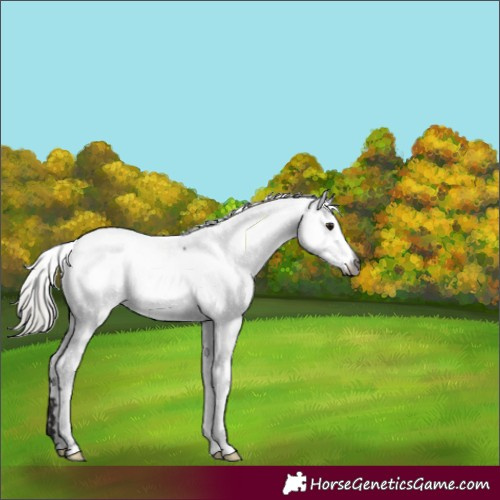Horse Color:Gray Silver Brown Appaloosa 