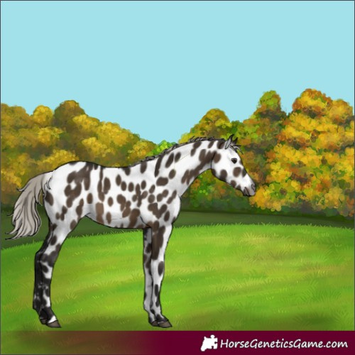 Horse Color:Gray Silver Brown Dun Appaloosa 