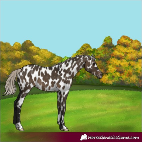 Horse Color:Gray Silver Brown Dun Appaloosa 