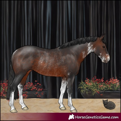 Horse Color:Brown Sabino Rabicano 