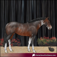 Horse Color:Brown Sabino Rabicano 