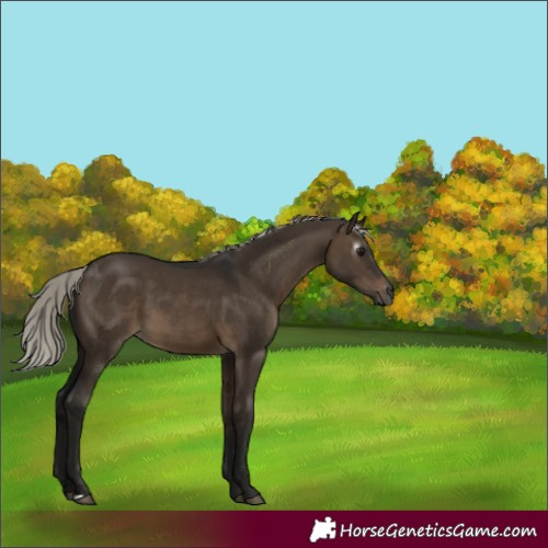 Horse Color:Gray Silver Brown Dun 
