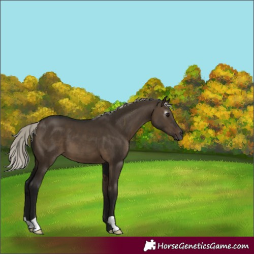 Horse Color:Gray Silver Brown Dun