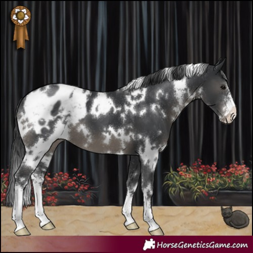Horse Color:White Spotted Black Sabino Blanket 