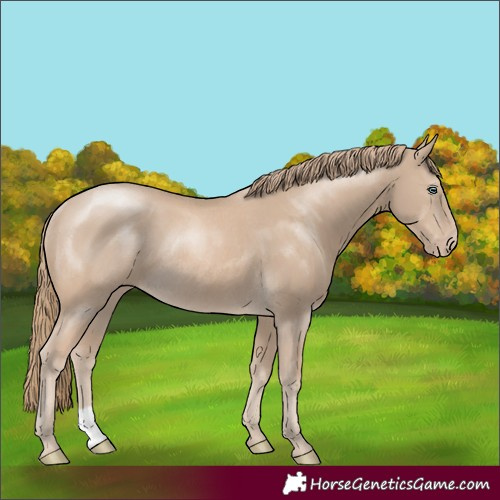 Horse Color:Smoky Creme Rabicano 
