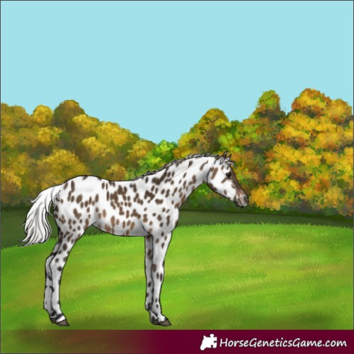 Horse Color:Gray Silver Brown Dun Appaloosa 