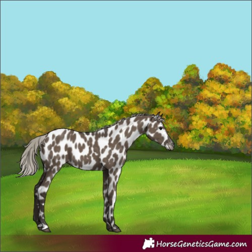 Horse Color:Gray Silver Grullo Appaloosa 
