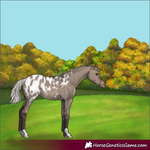 Horse Color:Silver Brown Dun Appaloosa 