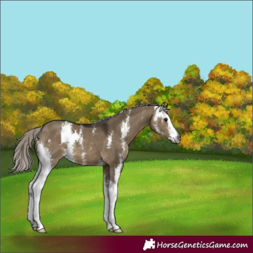 Horse Color:Gray Silver Brown Dun Sabino 