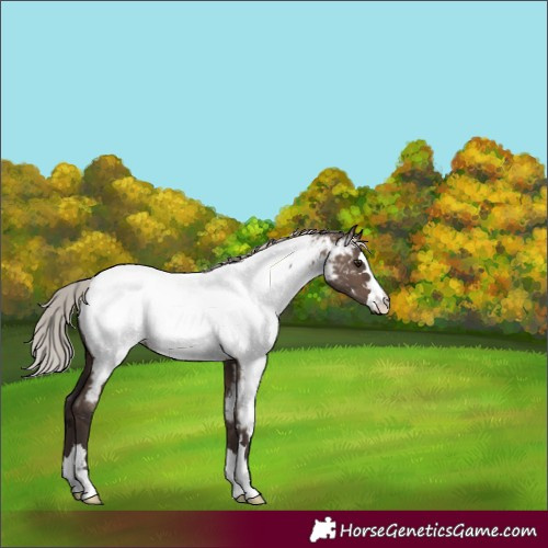 Horse Color:Silver Brown Dun Appaloosa 