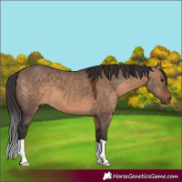 Horse Color:Brown Dun 