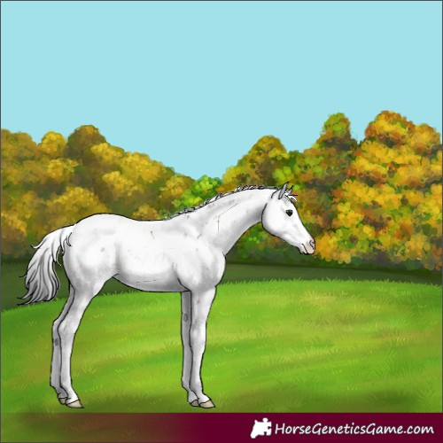 Horse Color:Brown Dun Sabino Brindle 