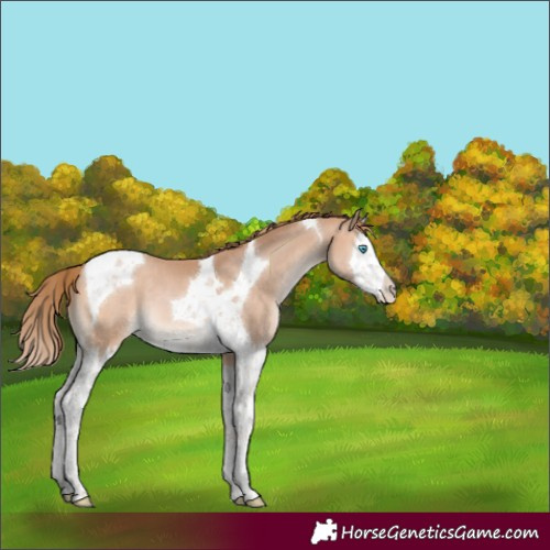 Horse Color:Bay Pearl Mushroom Splash Tobiano 