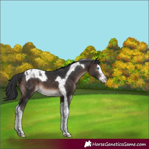 Horse Color:Brown Mushroom Splash Tobiano