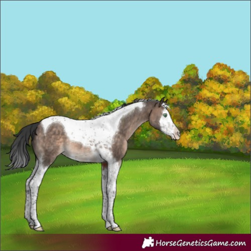 Horse Color:Brown Dun Mushroom Splash Tobiano Varnish 