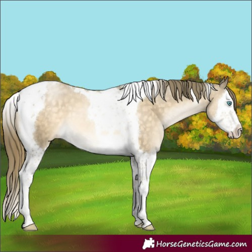 Horse Color:Buckskin Pearl Mushroom Splash Tobiano 