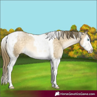 Horse Color:Buckskin Pearl Mushroom Splash Tobiano 