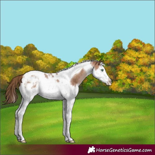 Horse Color:Brown Pearl Splash Tobiano