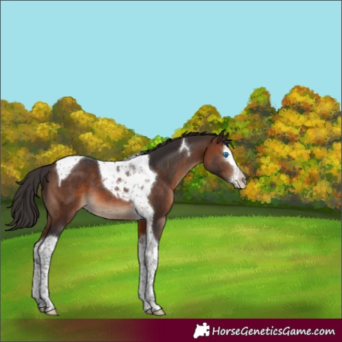 Horse Color:Brown Splash Tobiano 