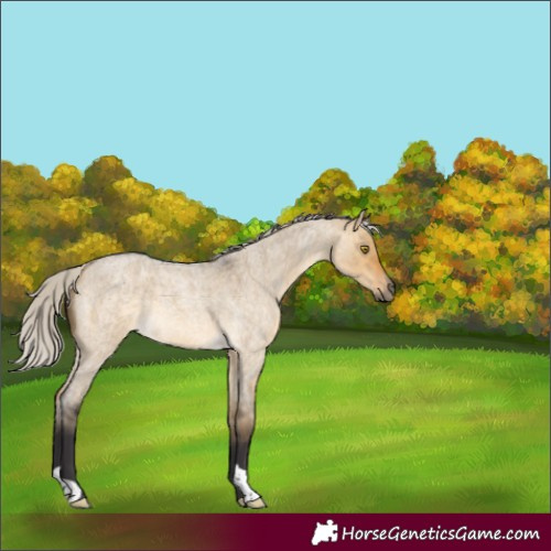 Horse Color:Silver Buckskin Roan Dun 