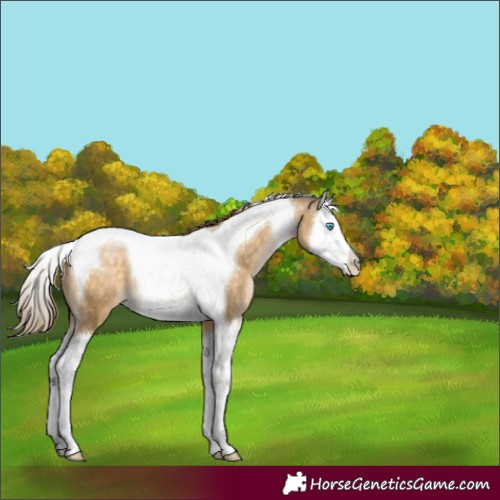 Horse Color:Buckskin Pearl Splash Tobiano