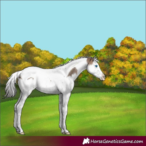 Horse Color:Brown Dun Splash Tobiano 
