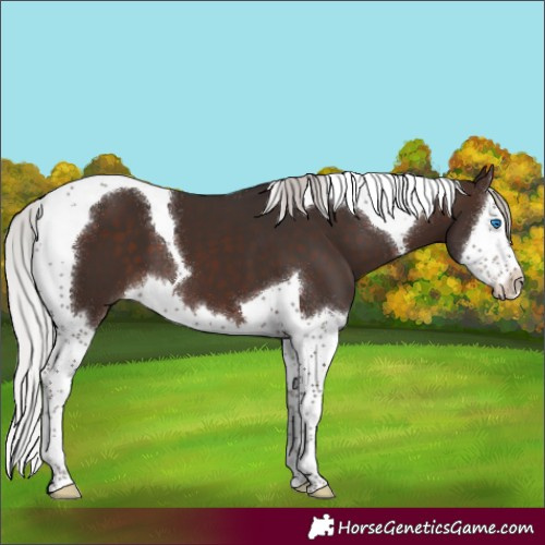 Horse Color:Silver Brown Mushroom Splash Tobiano 
