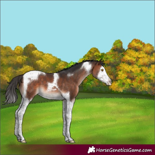 Horse Color:Brown Mushroom Splash Tobiano