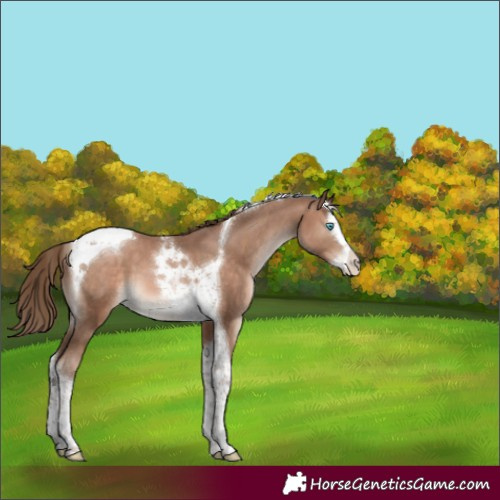 Horse Color:Brown Pearl Mushroom Splash Tobiano
