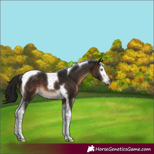 Horse Color:Gray Brown Mushroom Splash Tobiano 