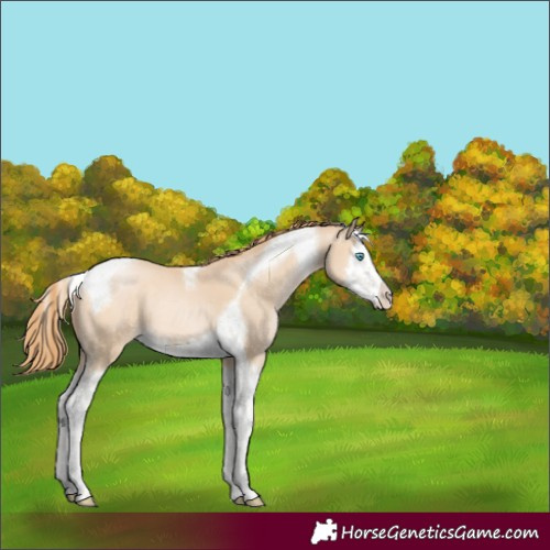 Horse Color:Buckskin Pearl Mushroom Splash Tobiano 